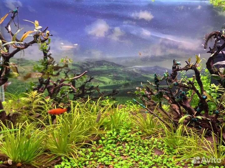 Аквариумные растения