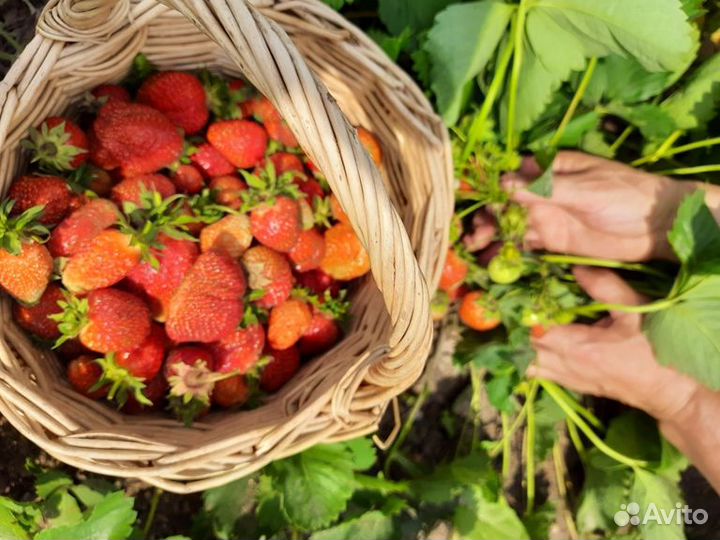 Рассада клубники