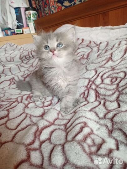 Шотландский вислоухий кот для вязки