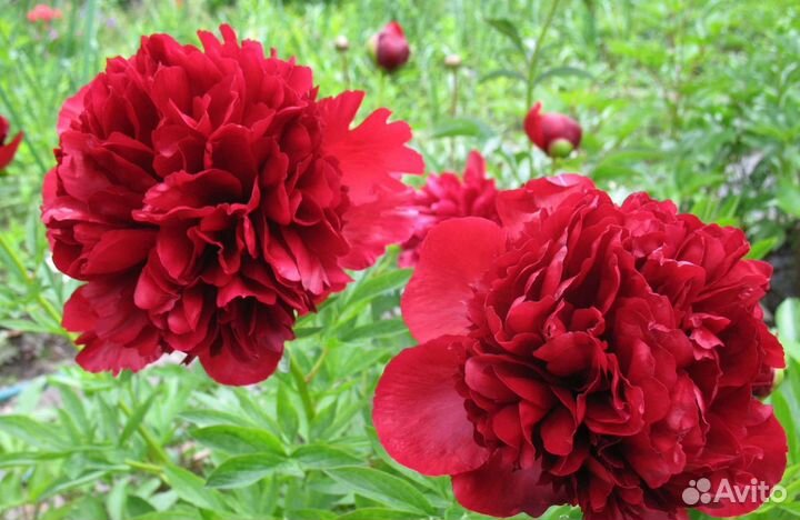 Пион Red Love