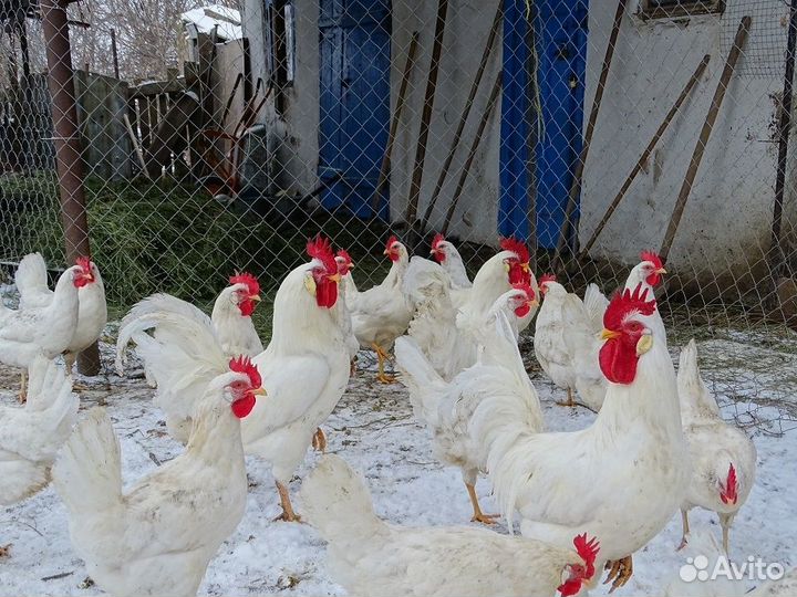 Куры несушки белой яйценоской породы