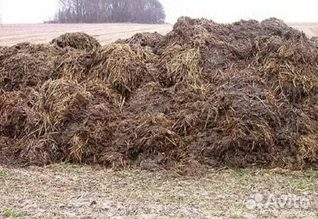 Перегной коровяк