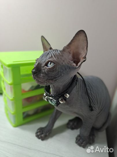 Канадский сфинкс котята