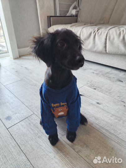 Щенок метис спаниеля