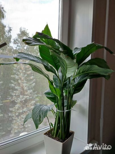 Спатифиллум себастьяно свит