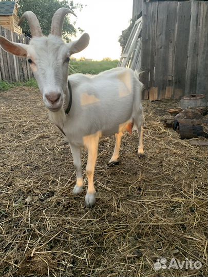 Зааненская дойная коза