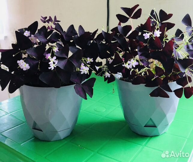 Кислицы оксаоис фиолетовый