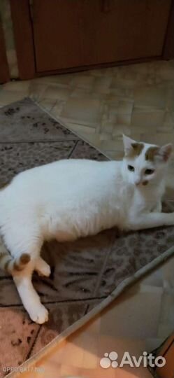 Кошке нужен дом