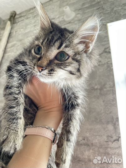 Кошечка в добрые руки