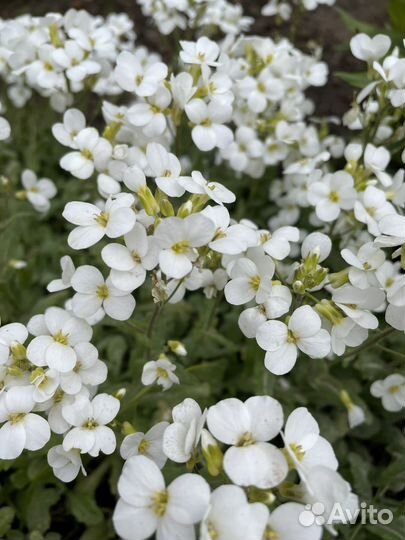 Арабис- почвопокровное растение