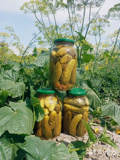 Огурцы. Помидоры солёные. Салаты