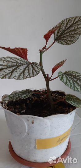 Герани,кактус, декабрист и шикарные бегонии