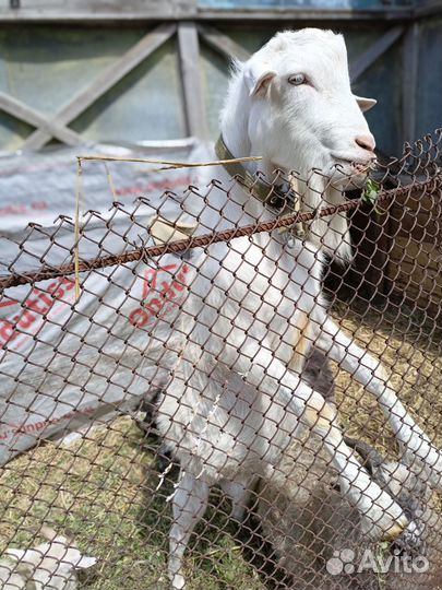 Продаются козы