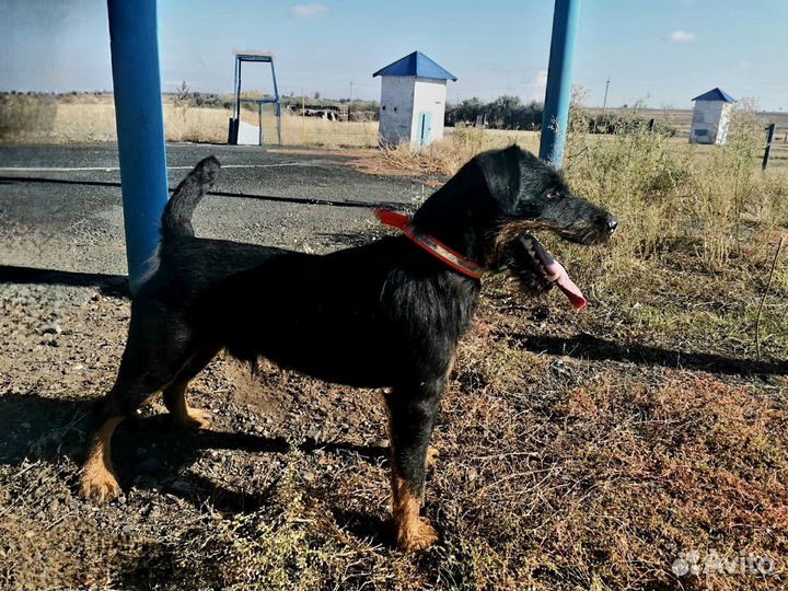 Ягдтерьер вязка