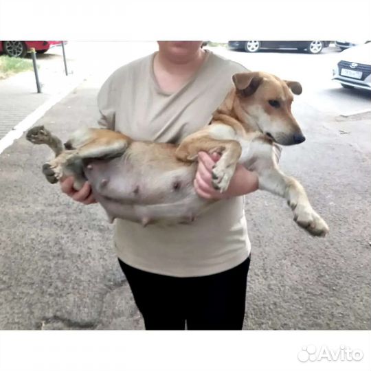 Собака молодая стерильная отдам