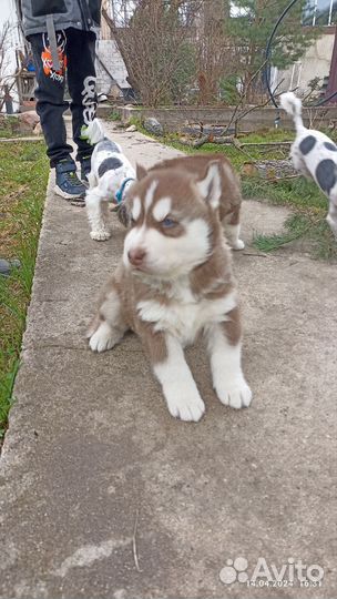 Щенки хаски