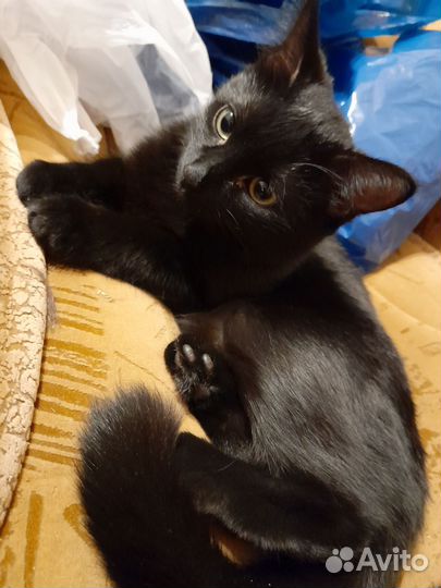 Кошка для вязки