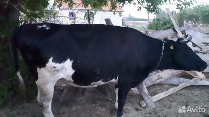 Телята, корова