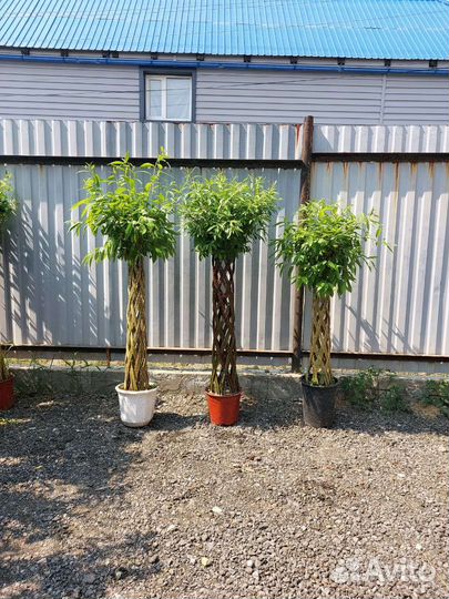 Ива плетеная 