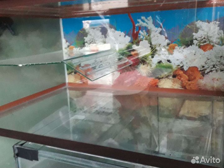 Террариум для чпрепах