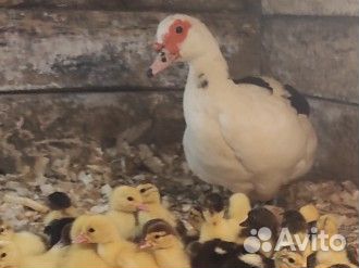 Индоутка мускусная утка