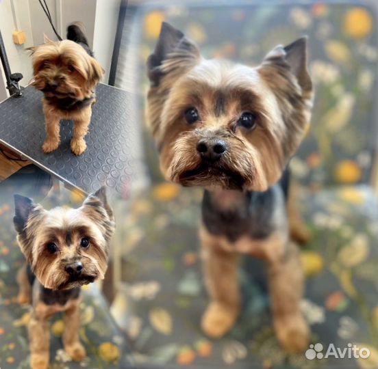 Модель на груминг. Стрижка собак