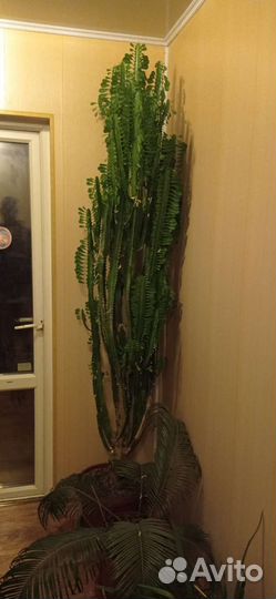 Драцена Цветы для офис дома