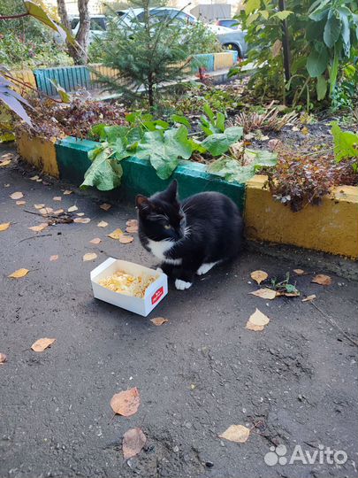 Котёнок очень ласковый