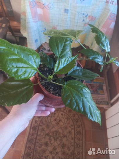 Китайская роза и другие комнатные цветы