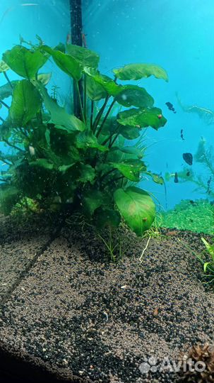 Аквариумные растения