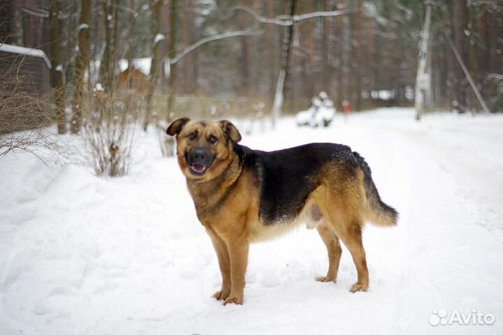 Бой мечтает о доме