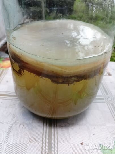 Чайный гриб