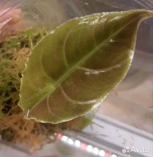 Алоказия Азлани