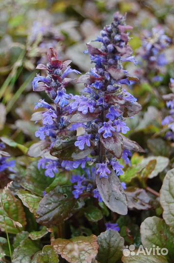 Почвопокровники