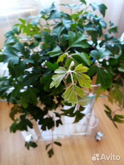 Циссус (березка)