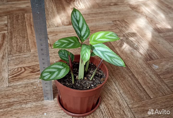 Ктенанта оппенгейма