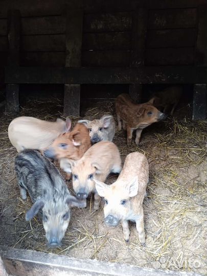 Венгерская мангалица