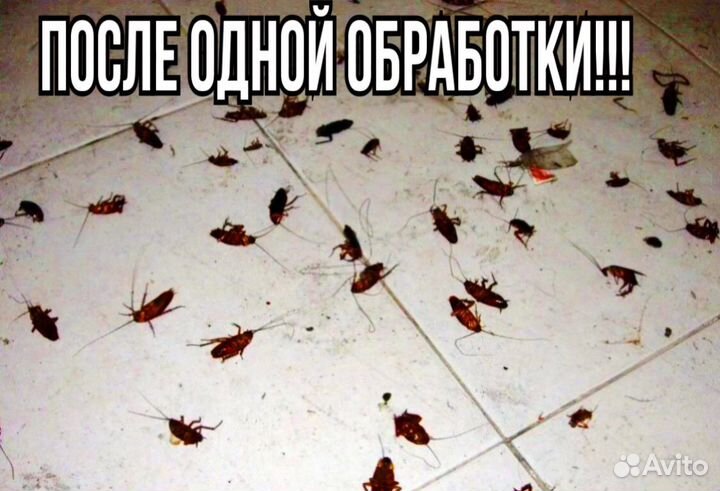 Уничтожение тараканов, травить клопов, дезинфекция