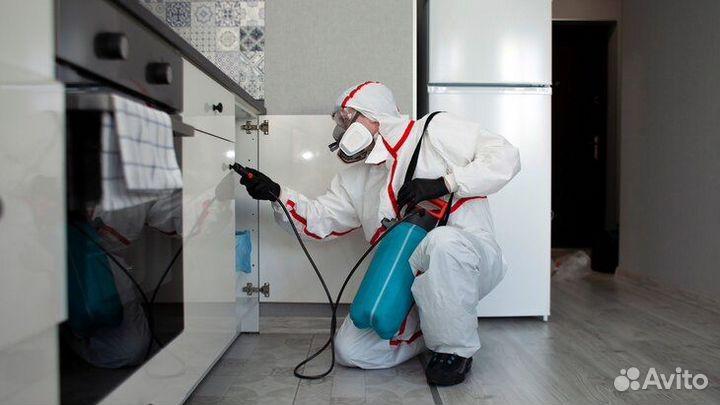 Дезинфекция уничтожение клопов тараканов клещей