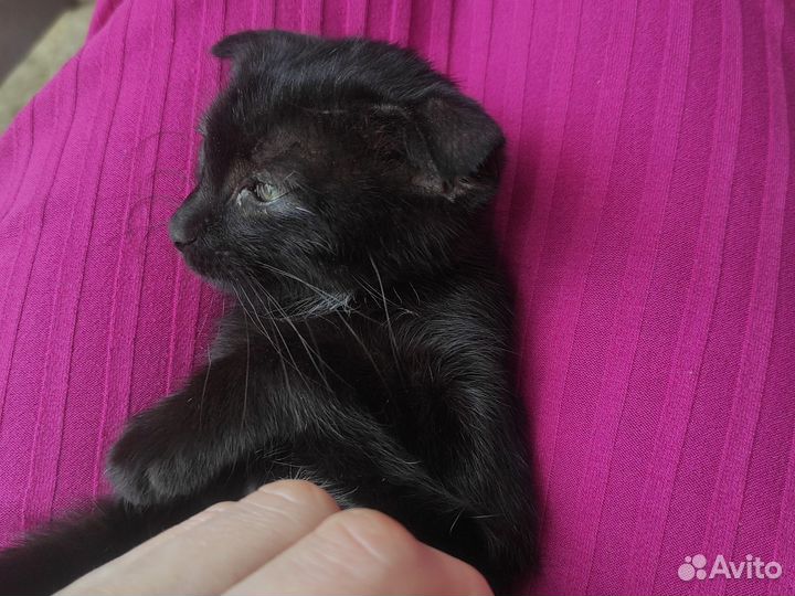 Черный котенок