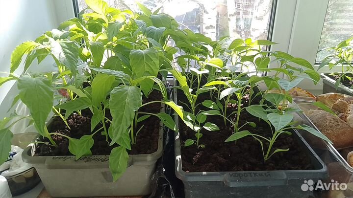 Рассада острого перца