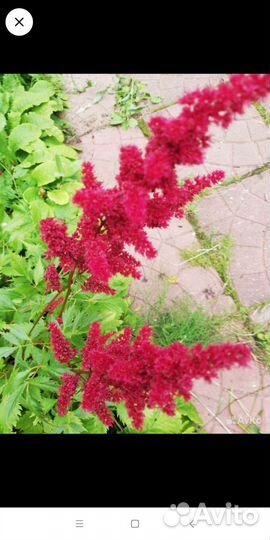 Астильба, ирисы, люпины, лилейник и др многолетник