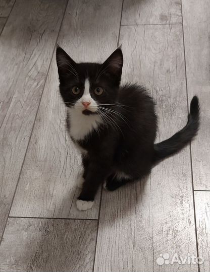 Кошки в добрые руки