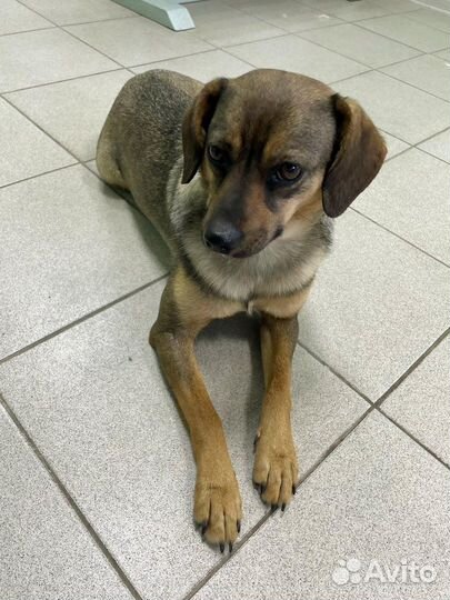 Собака ищет дом