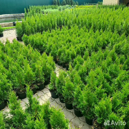 Туя Смарагд