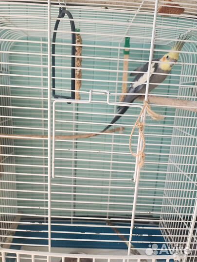 Семейная пара попугаев Корелла