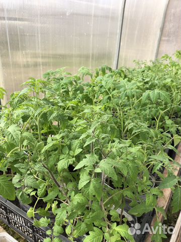 Рассада помидоров и перцев