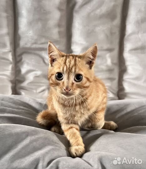 Отдам котенка, 3 мес. Мальчик