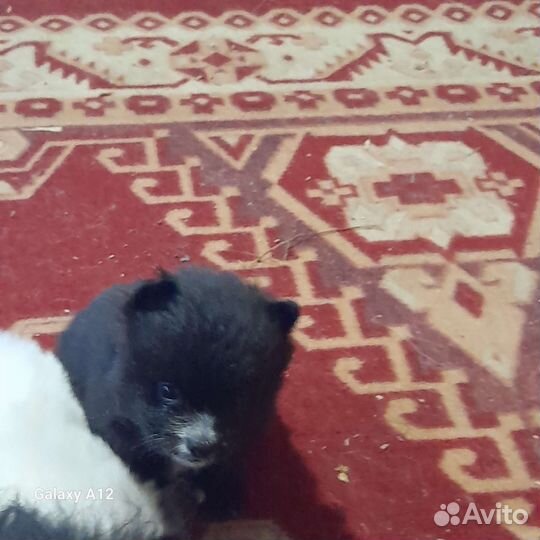 Щенки шпица