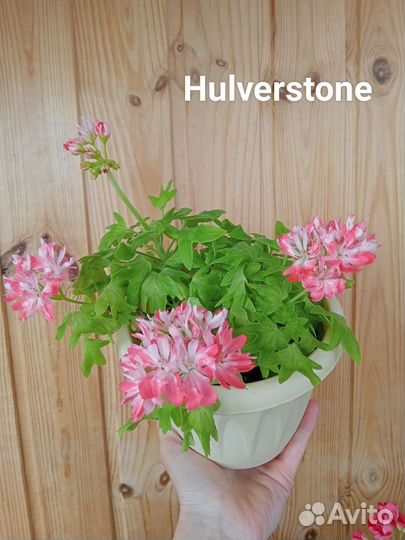 Пеларгонии сортовые/герани